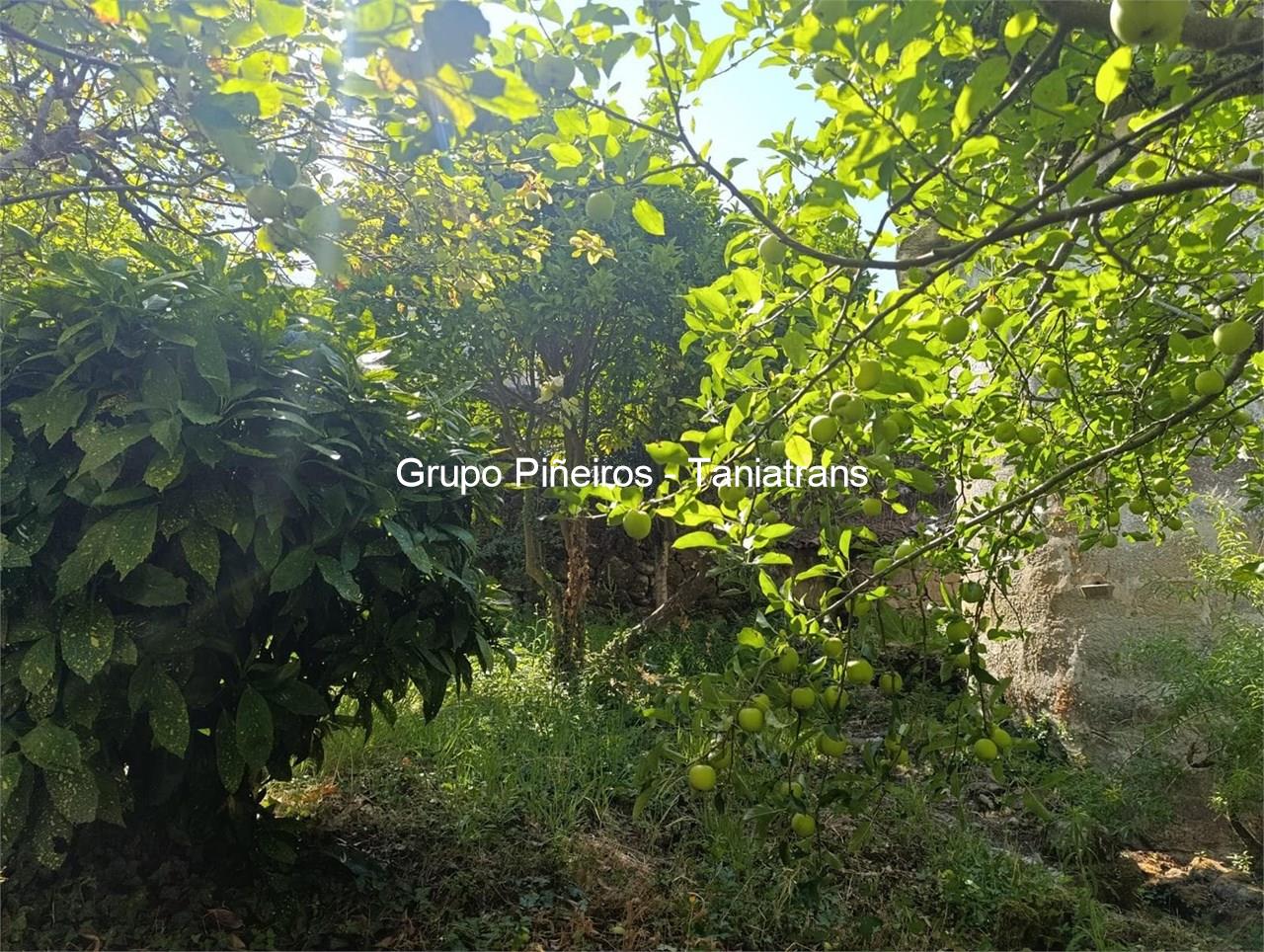 Foto 14 SE VENDA FINCA EN MUROS DE 310M2