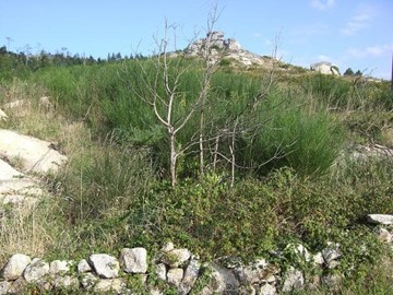 TERRENO EN PANCHES, CARNOTA